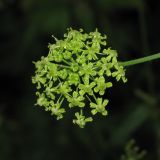 Image of taxon representative. Author is Евгений Захаров