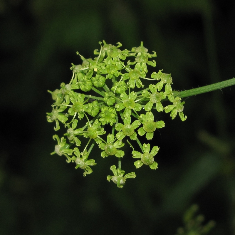 Image of Heracleum sibiricum specimen.
