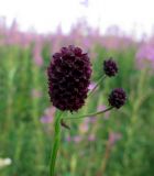 Sanguisorba officinalis