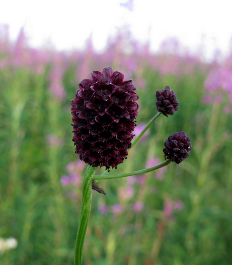 Изображение особи Sanguisorba officinalis.