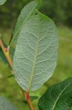 Salix bebbiana