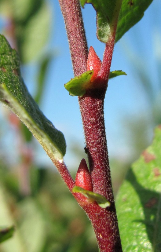 Image of genus Salix specimen.