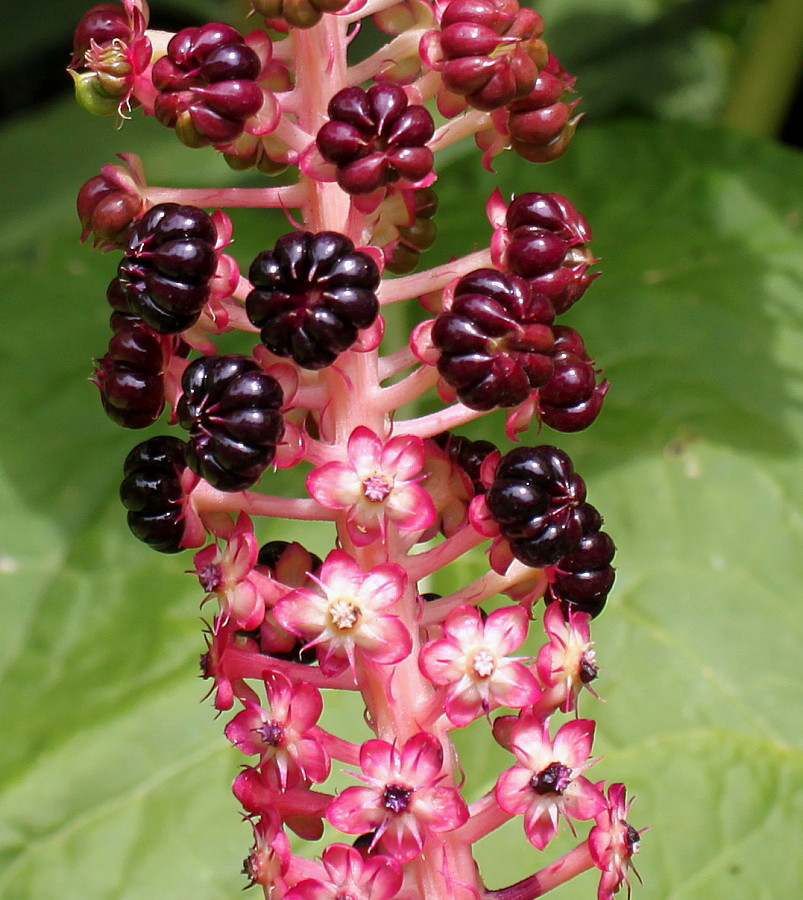 Image of Phytolacca acinosa specimen.