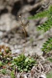 Draba hispida