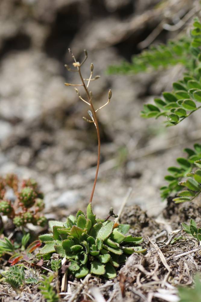 Image of Draba hispida specimen.