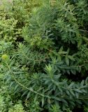genus Euphorbia. Верхушки побегов цветущего растения. Германия, г. Krefeld, ботанический сад. 31.07.2012.
