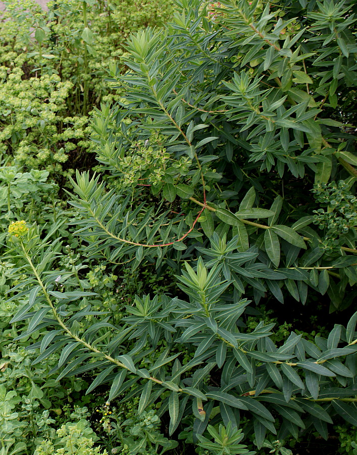 Изображение особи род Euphorbia.