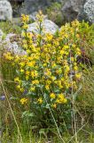 Solidago virgaurea подвид lapponica. Цветущее растение. Мурманская обл., Кольский п-ов, Хибины, долина между массивом Кукисвумчорр и пиком Марченко, к востоку от хр. Пачвумчорр. 03.08.2012.