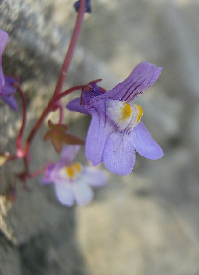 Изображение особи Cymbalaria muralis.