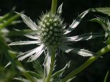 Eryngium planum. Головчатое соцветие с бутонами. Сизость появится позже. Киев, пустырь у дороги. Июнь 2008 г.