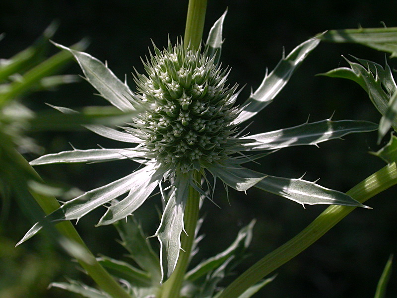 Image of Eryngium planum specimen.