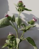 Arctium minus. Верхняя часть цветущего растения. Германия, г. Кемпен, у дороги. 10.09.2012.