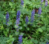 Ajuga reptans