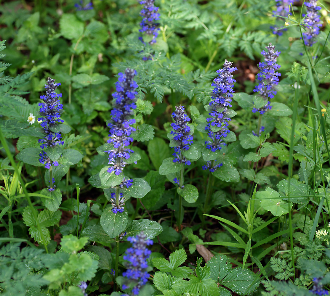 Image of Ajuga reptans specimen.