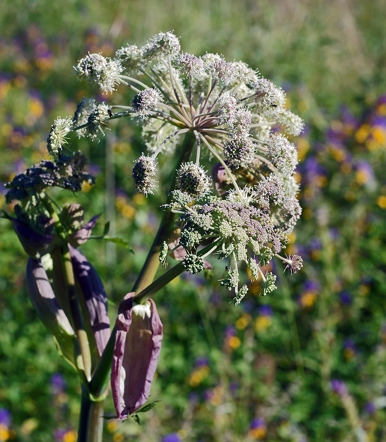 Изображение особи Angelica sylvestris.