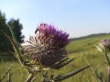 Cirsium polonicum