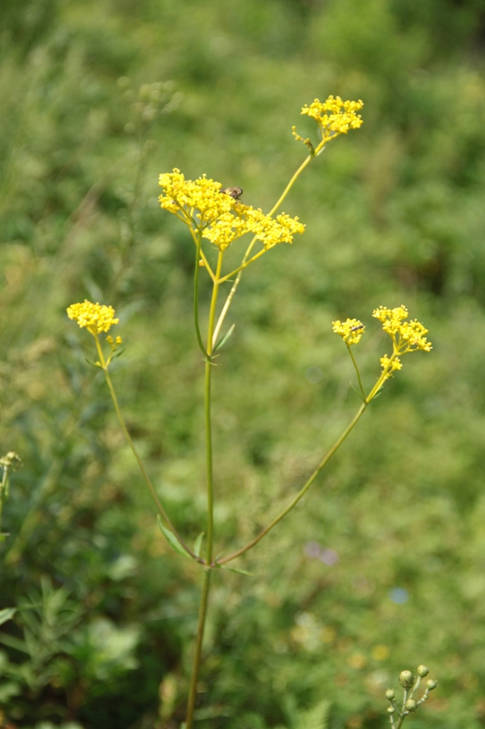 Изображение особи Patrinia scabiosifolia.