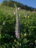 Veronica viscosula