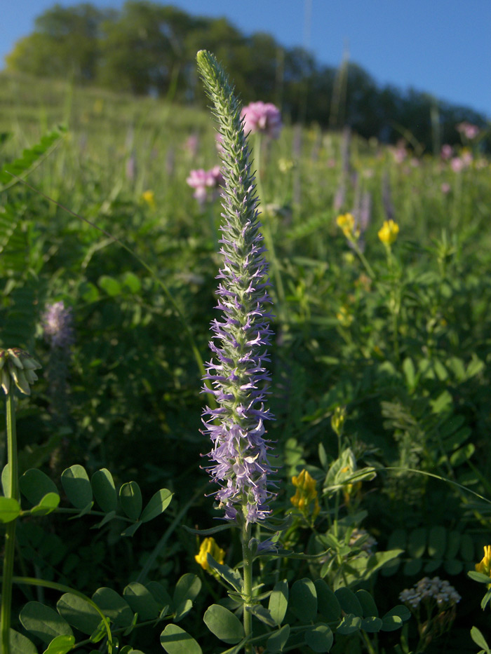 Image of Veronica viscosula specimen.