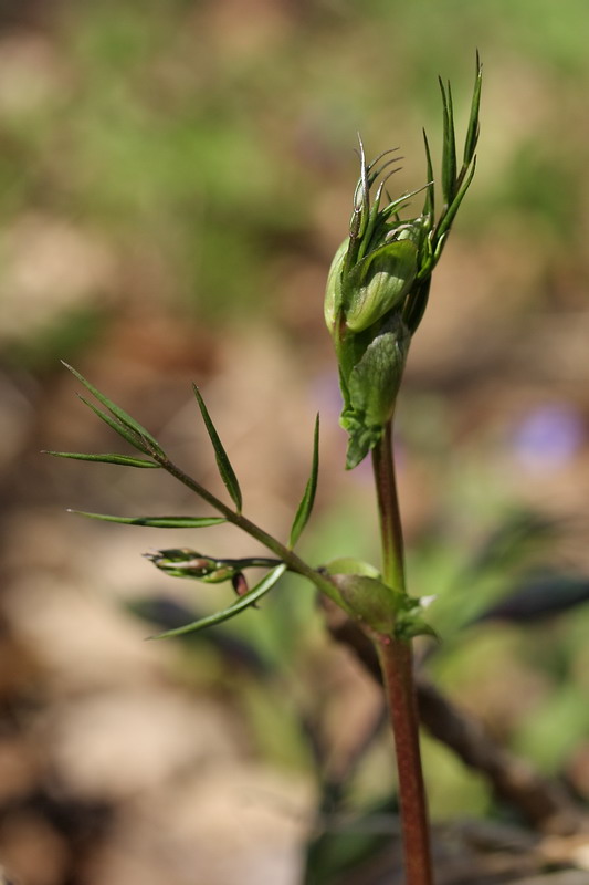 Изображение особи Lathyrus vernus.