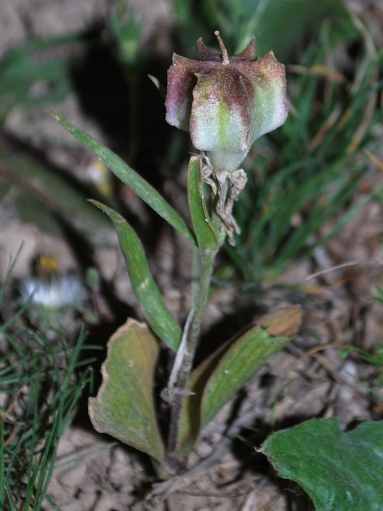 Изображение особи Rhinopetalum stenantherum.