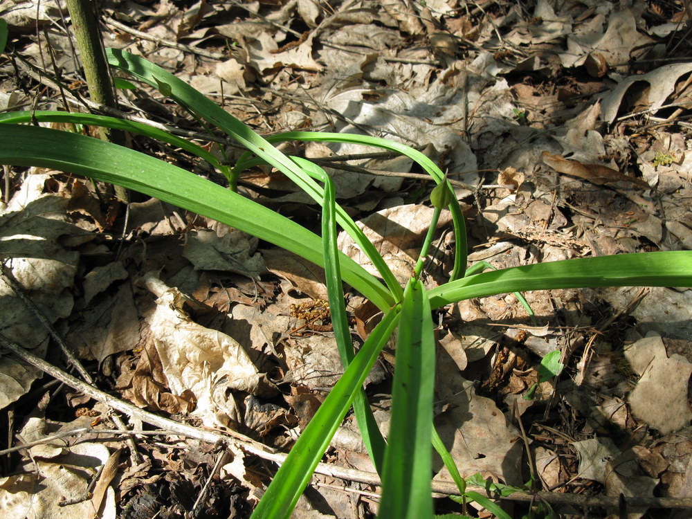 Image of Allium quercetorum specimen.