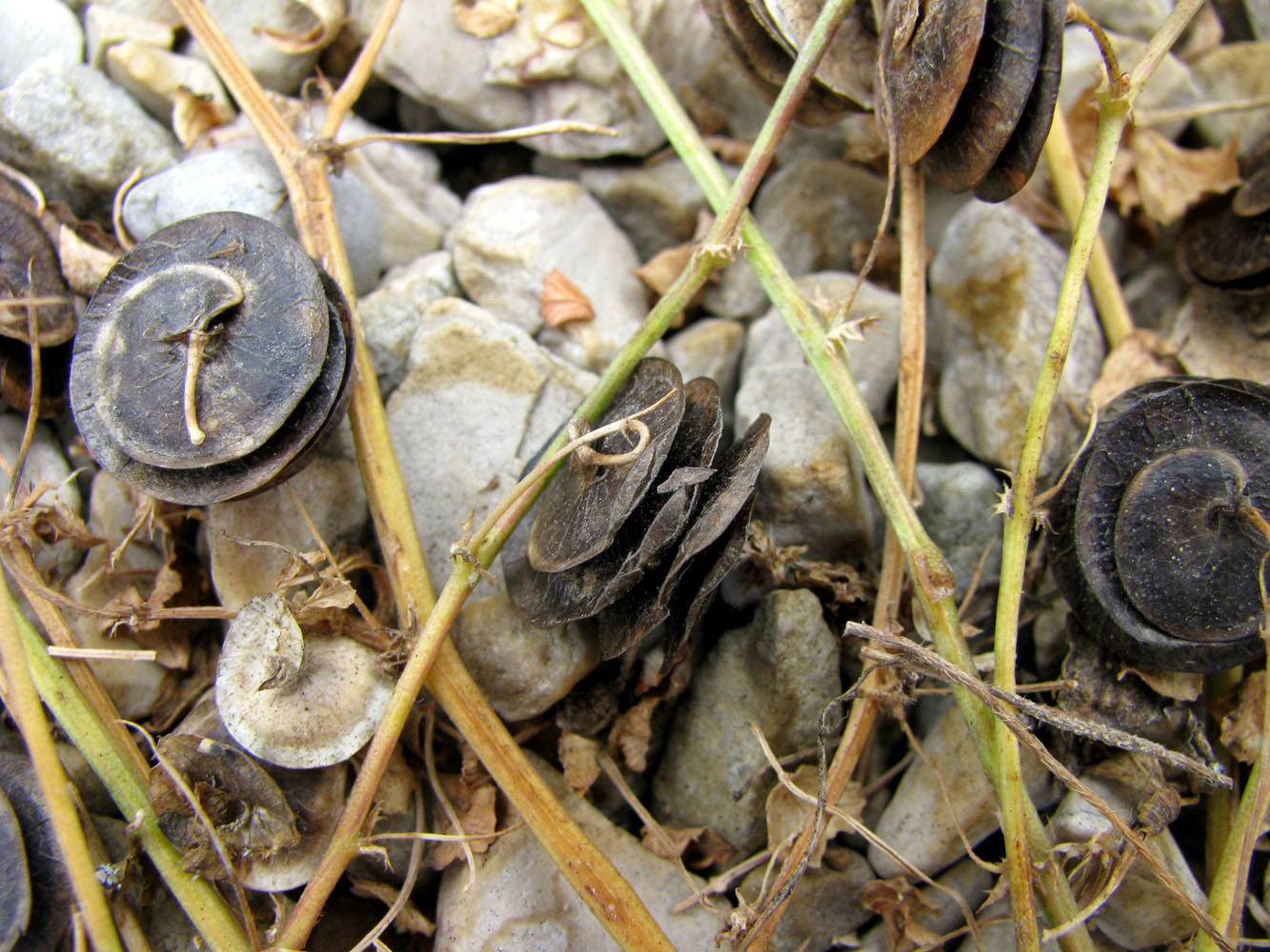 Image of Medicago orbicularis specimen.