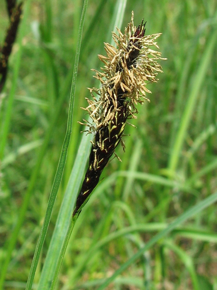 Изображение особи Carex melanostachya.