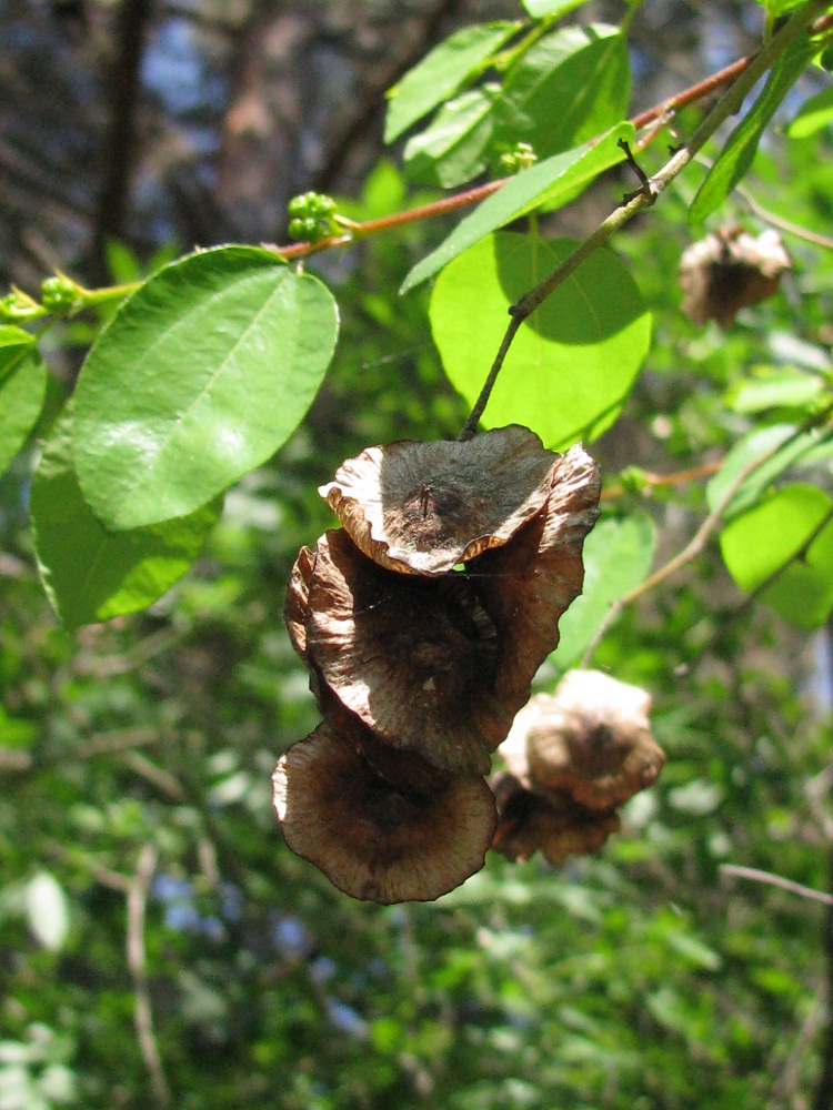 Image of Paliurus spina-christi specimen.