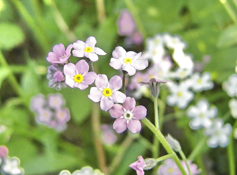 Изображение особи Myosotis sylvatica.