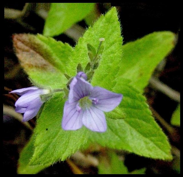 Image of Veronica stelleri specimen.