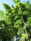 Phyllostachys pubescens