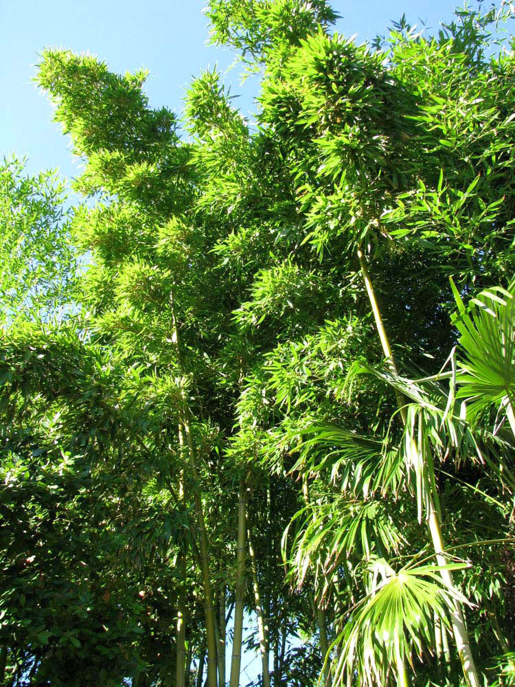 Изображение особи Phyllostachys pubescens.