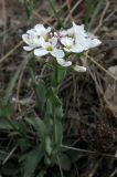 Noccaea praecox. Верхушка цветущего растения. Крым, Карадагский заповедник. 3 апреля 2013 г.