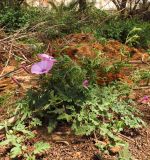 Convolvulus althaeoides