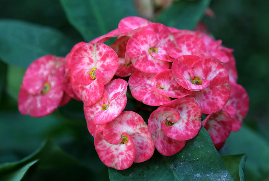 Изображение особи Euphorbia splendens.