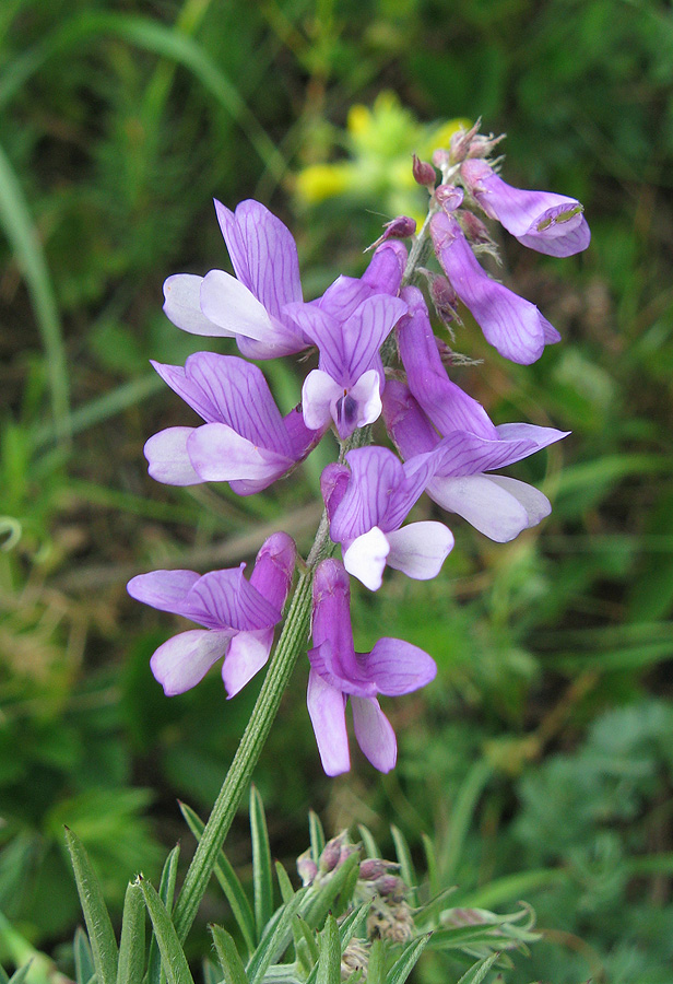 Image of Vicia tenuifolia specimen.