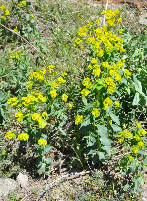 Изображение особи Euphorbia iberica.