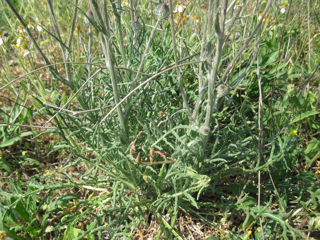 Image of Jurinea roegneri specimen.