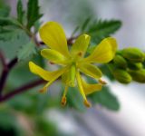 Image of taxon representative. Author is Василий Гелюта