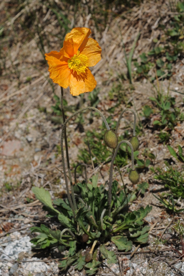 Изображение особи Papaver croceum.