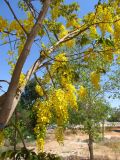 Cassia fistula. Часть кроны цветущего дерева. Израиль, г. Беэр-Шева, городское озеленение. 22.06.2013.