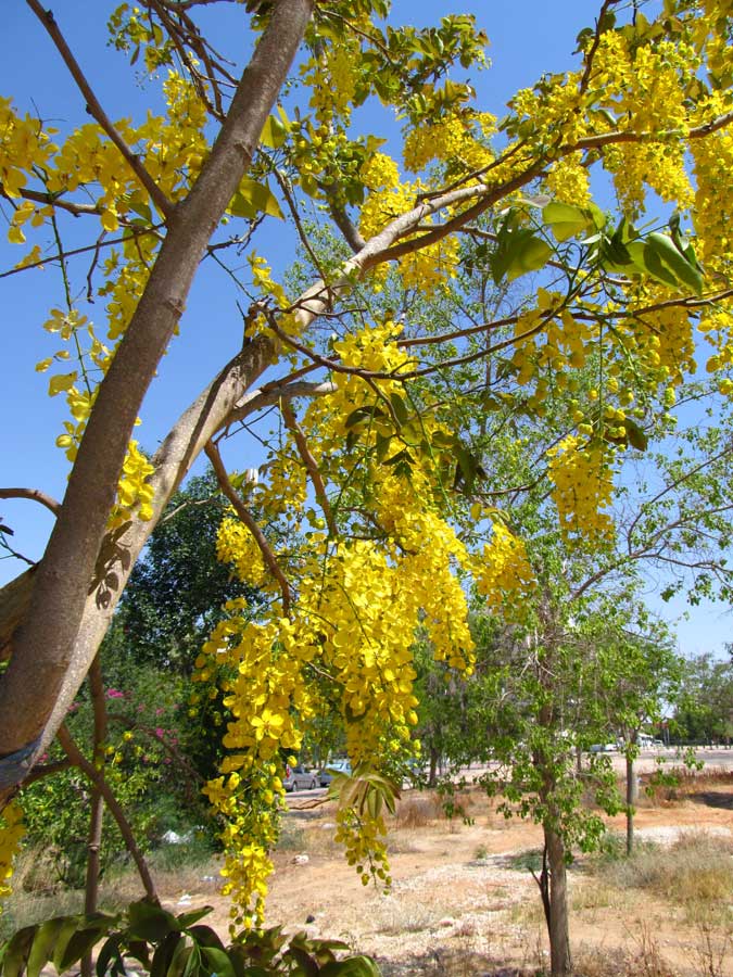 Изображение особи Cassia fistula.