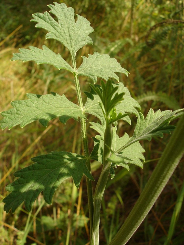 Изображение особи Pimpinella nigra.