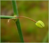 Asparagus officinalis