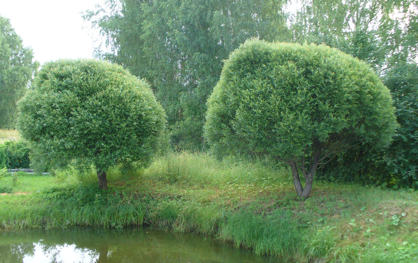 Изображение особи Salix fragilis var. sphaerica.