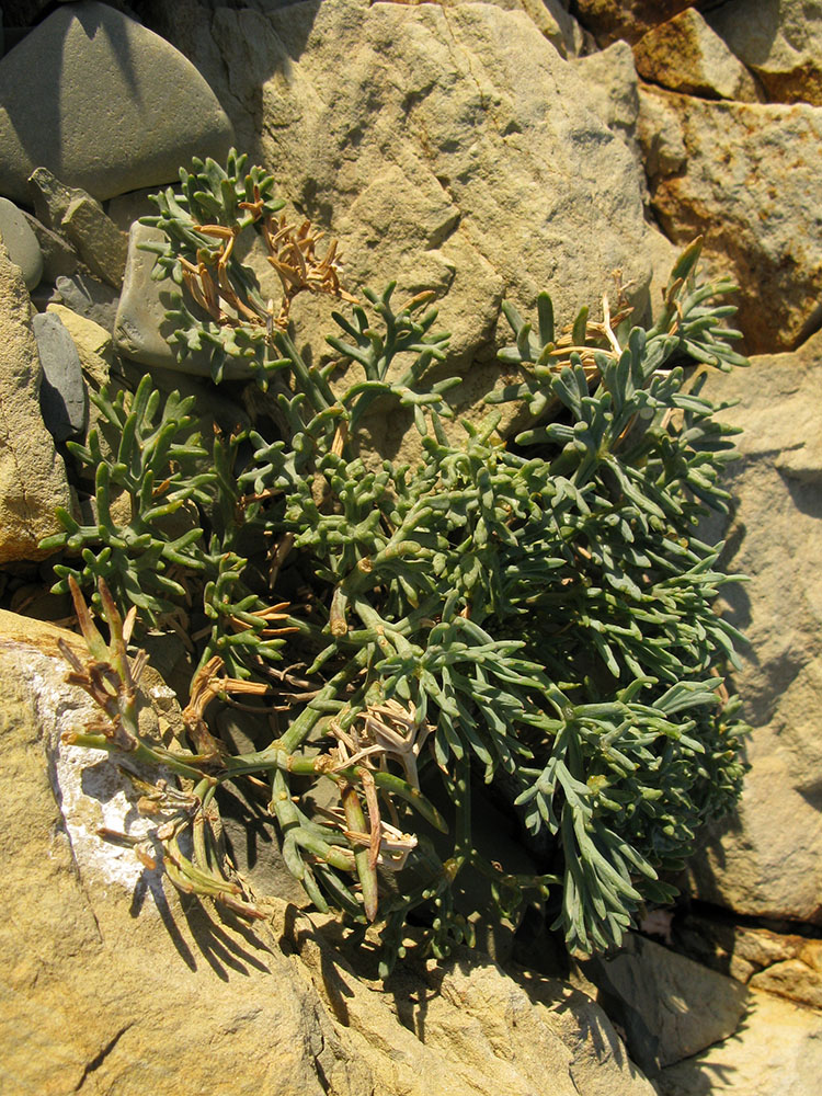 Изображение особи Crithmum maritimum.