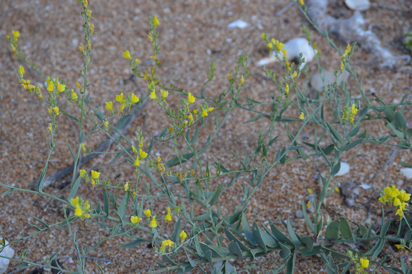 Image of Linaria genistifolia specimen.