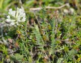 Oxytropis evenorum