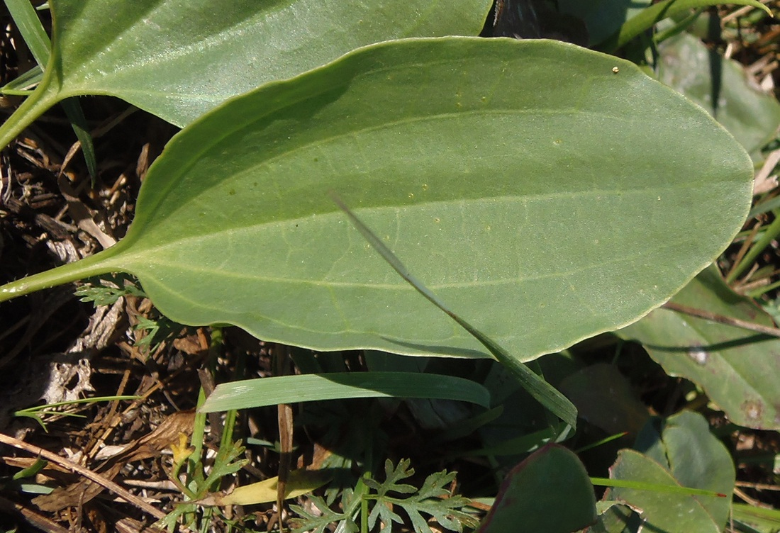 Image of Plantago uliginosa specimen.